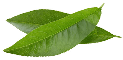 Fototapeta premium Pe achleaves isolated on white