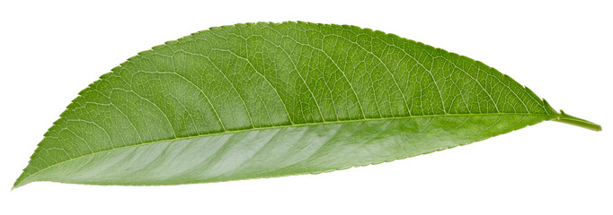 Pe achleaves isolated on white