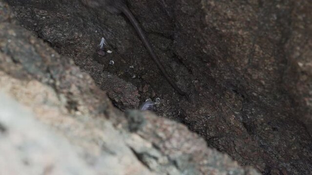 a rat hiding in a rock at the paracas national reserve