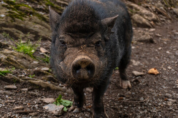 Fototapeta na wymiar A free-ranging black boar seen in the Borce commune of the French Pyrenees