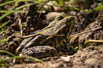 Grenouille commune