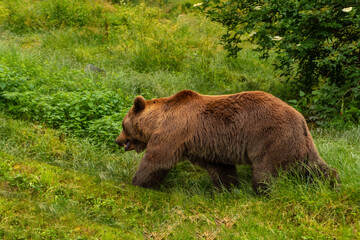 Fototapeta premium A brown bear in a park in the municipality of Borce in the French Pyrenees