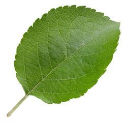 Apple leaves isolated on white