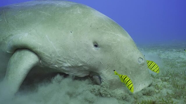 Slow motion, Portrait of Dugong or Sea Cow (Dugong dugon) accompanied by school of Golden Trevally fish (Gnathanodon speciosus) eating Smooth ribbon seagrass (Cymodocea rotundata) on seagrass meadow