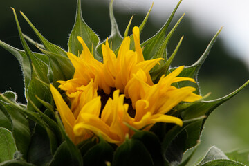 Tournesol d'été