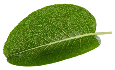 Obraz premium Pear leaves isolated on white