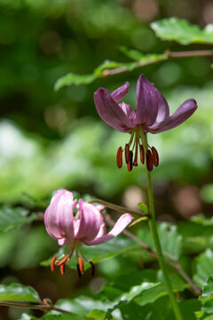 Lys Martagon 