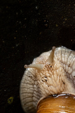 Escargot 