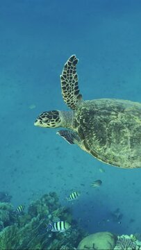 Vertical video, Slow motion, Sea Turtle fly along the coral reef in the blue water on suny day. Hawksbill Sea Turtle or Bissa (Eretmochelys imbricata) swims above coral reef