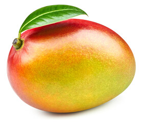 Mango fruit isolated
