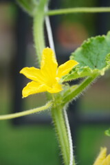 yellow flower with dew drops