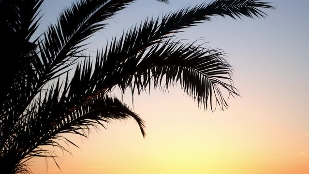 Background with sunset colorful sky, yellow sun and palm tree shadow. Idyllic coast. Travel, tourism, vacation, journey, trip. Paradise, tropical resort, place of dream, environment on seashore.