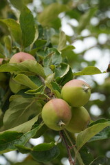 apples on tree