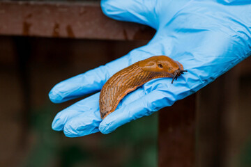 Close-up of the Spanish slug Arion lusitanicus in the hand of a gardener. Large slimy brown snails crawl around the garden. The invasion damages the leaves and crops. Collection of invasive species.