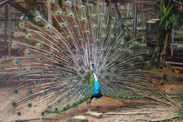 The elegant peacock with beautiful open feathers of a green tone