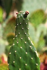Opuntia Rubescens Consolea kaktus - obrazy, fototapety, plakaty