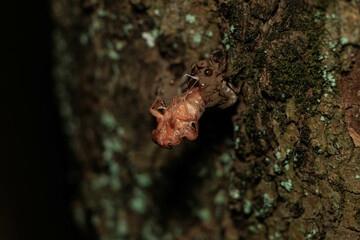 羽化を始めたセミ