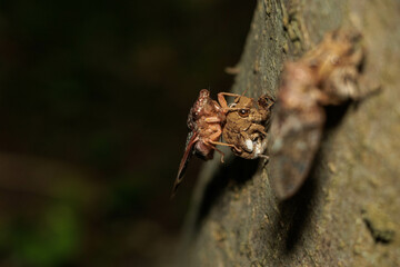 羽化を始めたセミ