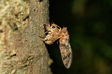 羽化を始めたセミ