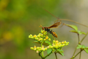 蜜を求めて飛ぶ蜂