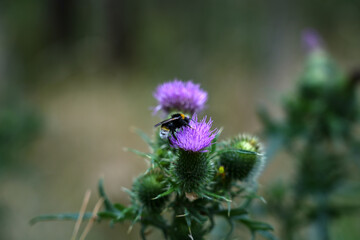 Bumblebee Bombus insect gathering nectar from a purple spear thistle flower in bloom