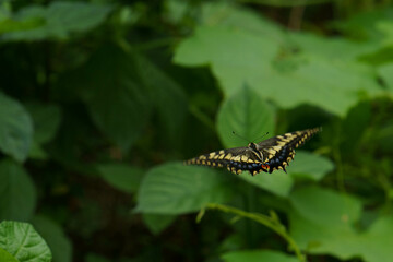 野原を舞うアゲハ蝶