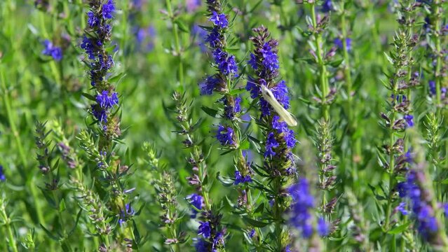 Hyssopus officinalis, hyssop, flowering shrub 