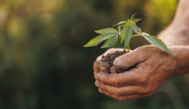 Seedlings cannabis plant in hand farmer. Concept farm marijuana plantation