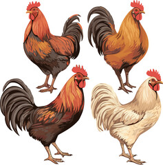 Hen and rooster isolated on white background, detailed vector illustration.