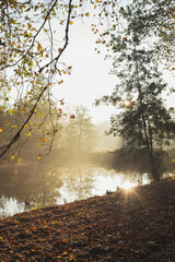 The sun's rays break through the branches of trees on an autumn foggy morning.