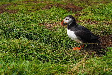 Atlantic puffin on the isle of Lunga in Scotland. The puffins breed on Lunga, a small island of the coast of Mull.