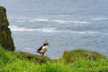 Atlantic puffin on the isle of Lunga in Scotland. The puffins breed on Lunga, a small island of the coast of Mull.