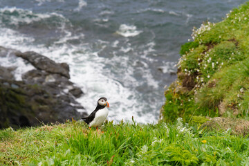 Atlantic puffin on the isle of Lunga in Scotland. The puffins breed on Lunga, a small island of the coast of Mull.