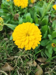yellow dandelion flower