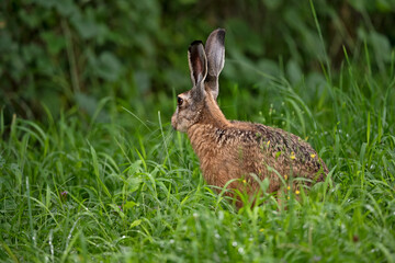 Lièvre brun (Lepus europaeus) adulte en été. Alpes. France