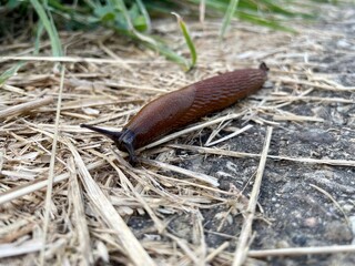 snail on the ground