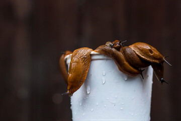 Close-up of the Spanish slug Arion lusitanicus in a bucket. Big slimy brown snails crawling around the garden. The invasion damages the leaves and crops. Collection of invasive species.