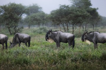 A herd of wild wildebeest, gnus, in the savannah in rain in the Serengeti National Park, Tanzania,...