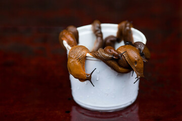 Close-up of the Spanish slug Arion lusitanicus in a bucket. Big slimy brown snails crawling around the garden. The invasion damages the leaves and crops. Collection of invasive species.
