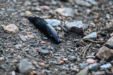 Closeup of Black slug on gravel road