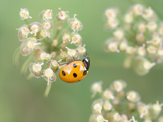 Seven-spot ladybird aka ladybug, Coccinella septempunctata macro on beautiful background. UK.