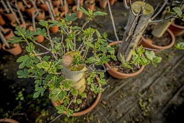 Young seedlings growing in the greenhouse on the farm.