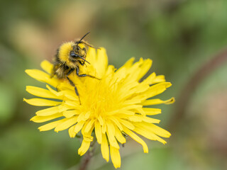Early bumblebee Bombus pratorum calmbering over flower head. UK.