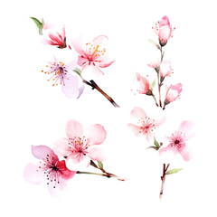 vector set of cherry blossom flowers, pink sakura flower and leaves