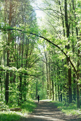 Fototapeta premium Girl walking on path in green park or forest, abstract nature background. summer season environment scenery. Active leisure outdoor in woodland. Daily active lifestyle. Back view