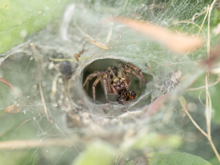 Labyrinth spider, Agelena labyrinthica in its web, UK. Often erroneously called Funnel web spider. - 624320498