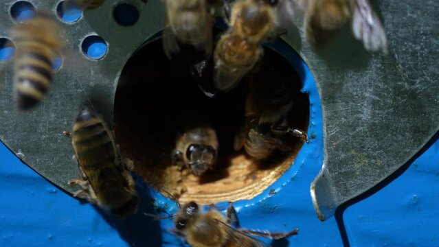 Honey bees fly next to the bee hive in the apiary to collect honey, close up. Beekeeping in countryside. Colony bees in apiary, macro. Detailed landing holes in the hive and fly bees