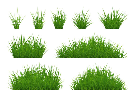 Green grass tuft set isolated on white background. Vector