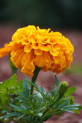 yellow flower in the garden