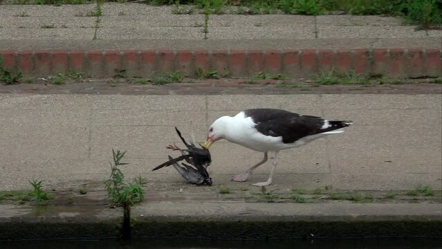 Great Black-Backed Gull (Larus marinus) eating a dead pigeon fished out of a river in Maidstone town centre, Kent, UK [Slow motion - x5]  
